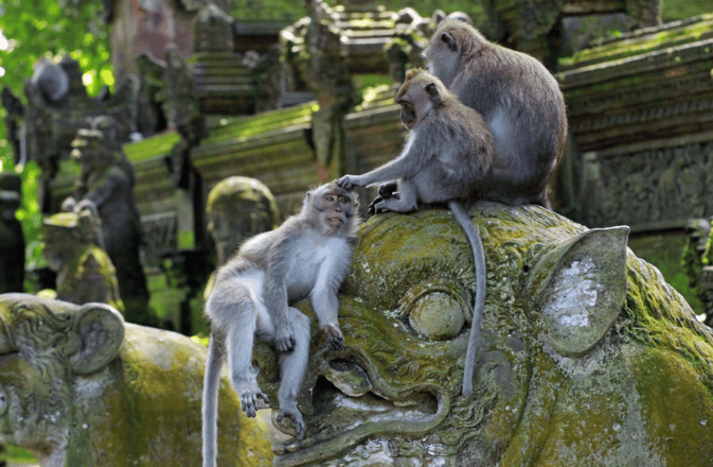 From Bali: Saraswati Temple Monkey Forest Ubud Waterfalls | ®ExcursionMania - Image 11