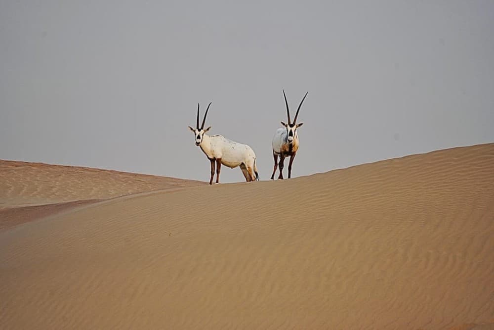 Dubai: Half-Day Camel Trekking with Al Marmoom Breakfast | ®ExcursionMania - Image 6