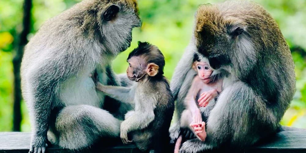 Ubud: Monkey Forest Sanctuary  Jungle Swing HalfDay Tour | ®ExcursionMania - Image 5