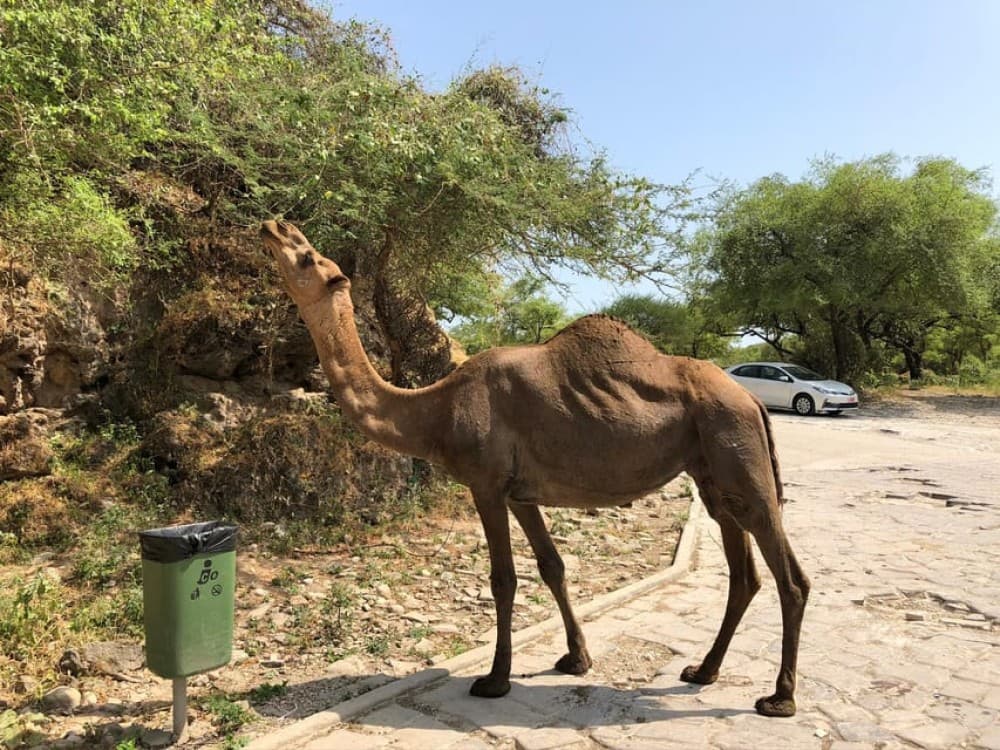 West Salalah Highlights: Coastal Wonders  Scenic Views | ®ExcursionMania - Image 6