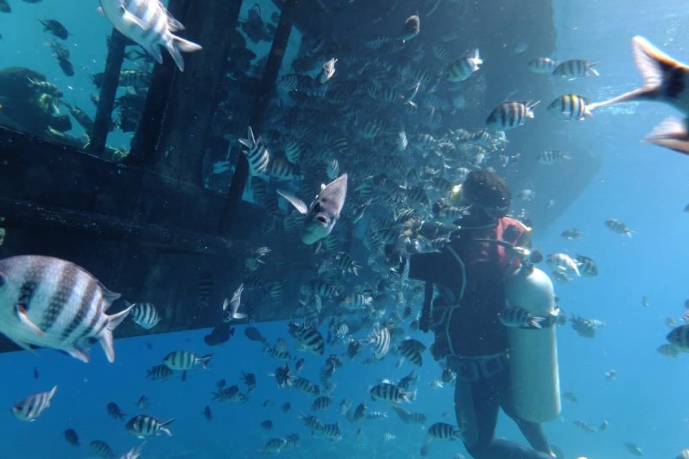 Hurghada: Glass Boat & Snorkeling with Optional Parasailing | ®ExcursionMania - Image 6