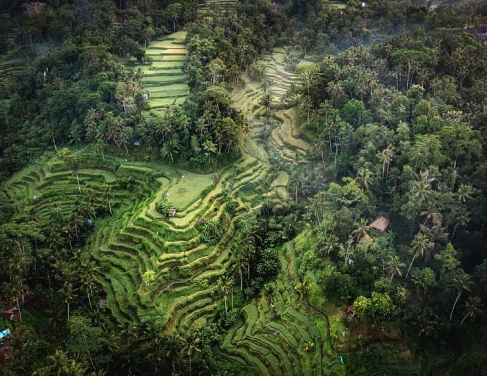 Ubud: Sky Bike Adventure, Swing & Rice Terrace with Transfer | ®ExcursionMania - Image 8