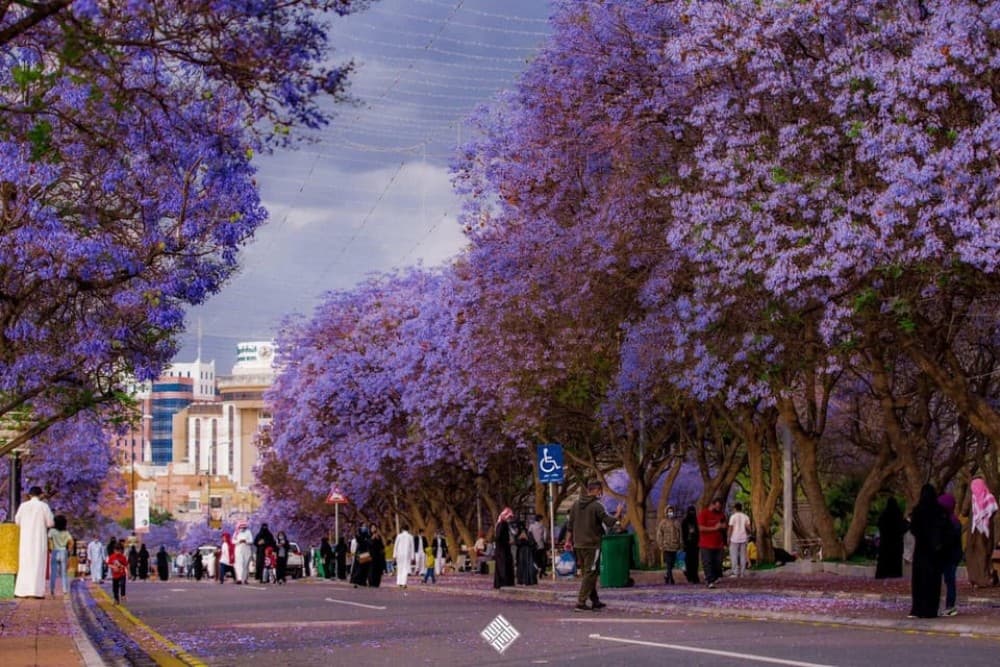 Saudi Arabia: Must-See Attractions in Abha City Tour | ®ExcursionMania - Image 2