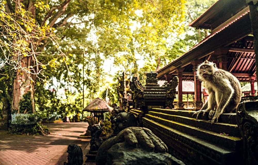 Ubud: Tjampuhan Ridge, Monkey Forest & Art Market Photo Tour | ®ExcursionMania - Image 1