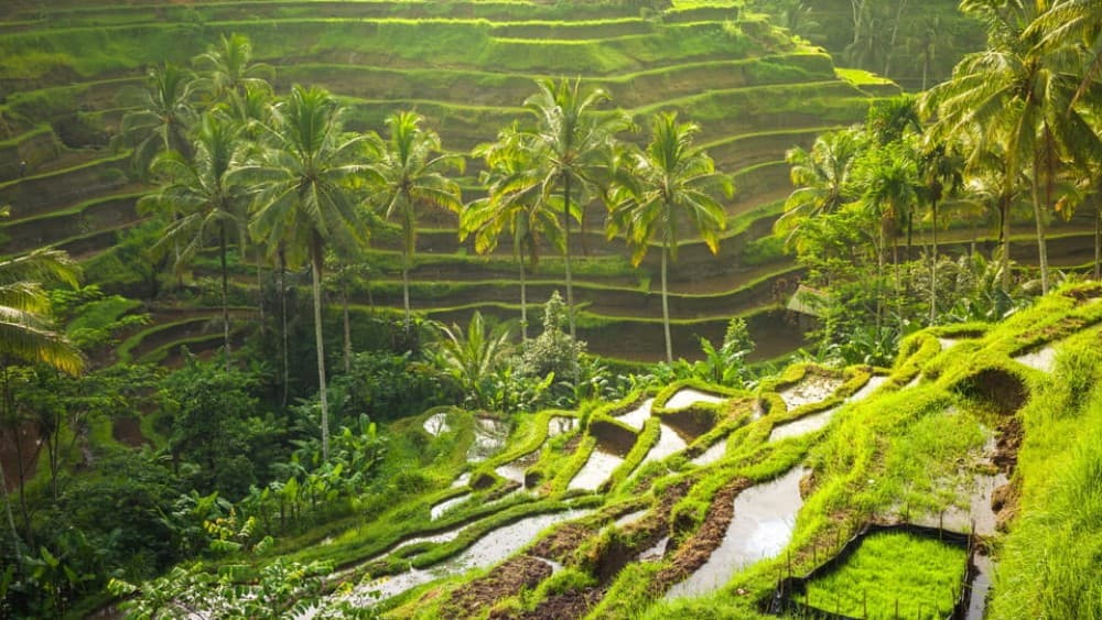 Scenic Ubud & Kintamani Volcano Tour: A Journey Through Balis Best | ®ExcursionMania - Image 7