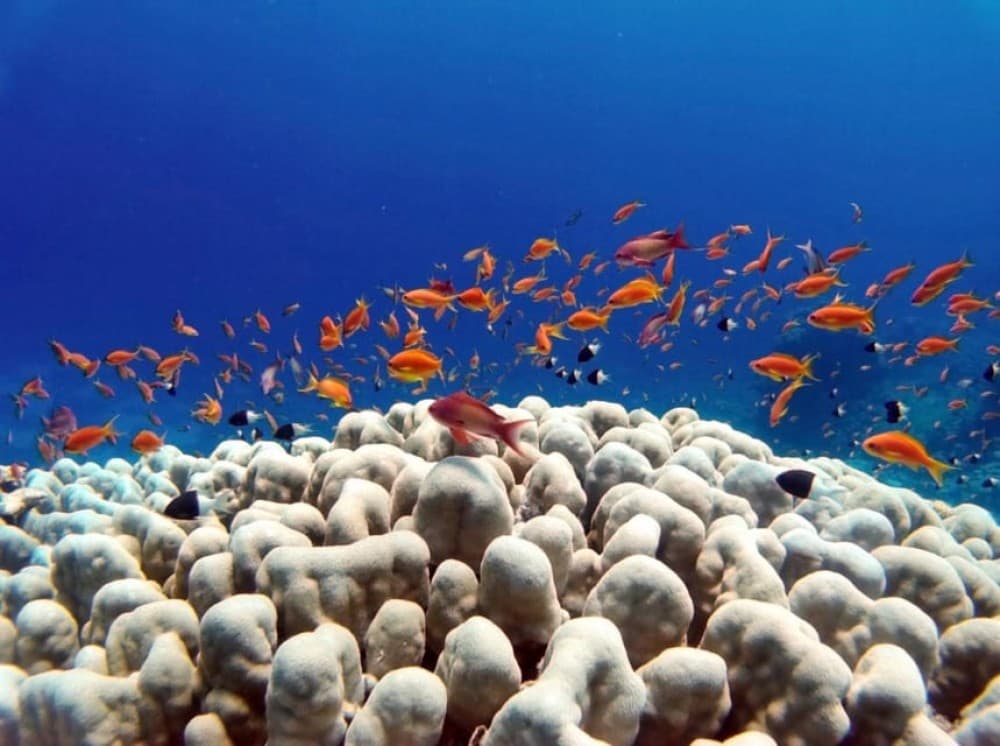 Bali: Underwater Sea Walk, Uluwatu Temple, and Kecak Dance | ®ExcursionMania - Image 1