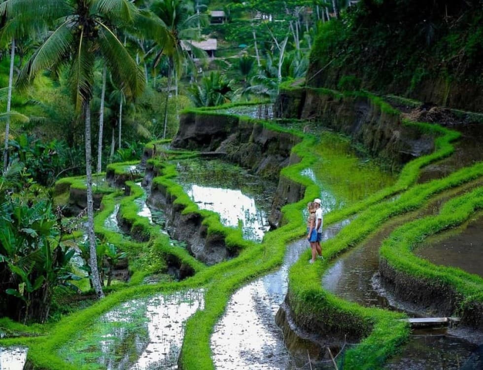 Bali: Goa Gajah, Tegenungan Waterfall & Neka Museum Day Tour | ®ExcursionMania - Image 5