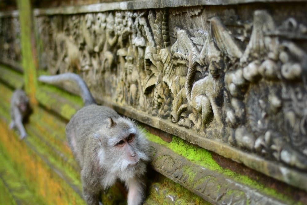 Bali: Mount Batur Sunrise Trekking Experience with Transfer | ®ExcursionMania - Image 4