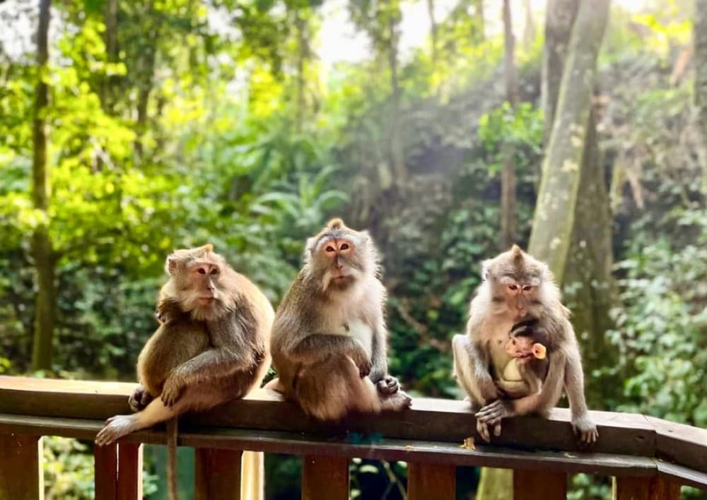 Bali: Leke-Leke Waterfall, Monkey Forest & Jungle Swing Tour | ®ExcursionMania - Image 1