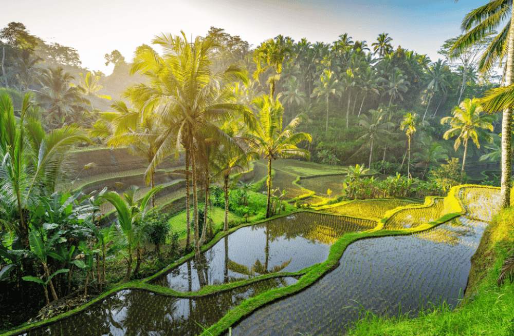 Ubud: Saraswati Temple, Monkey Forest, Art Market, Waterfall | ®ExcursionMania - Image 8