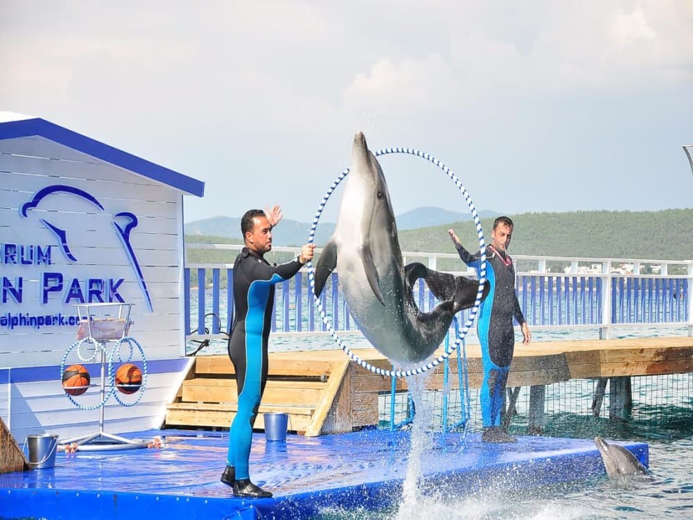 Bodrum Dolphin Show An Unforgettable Aquatic Spectacle | ®ExcursionMania - Image 2