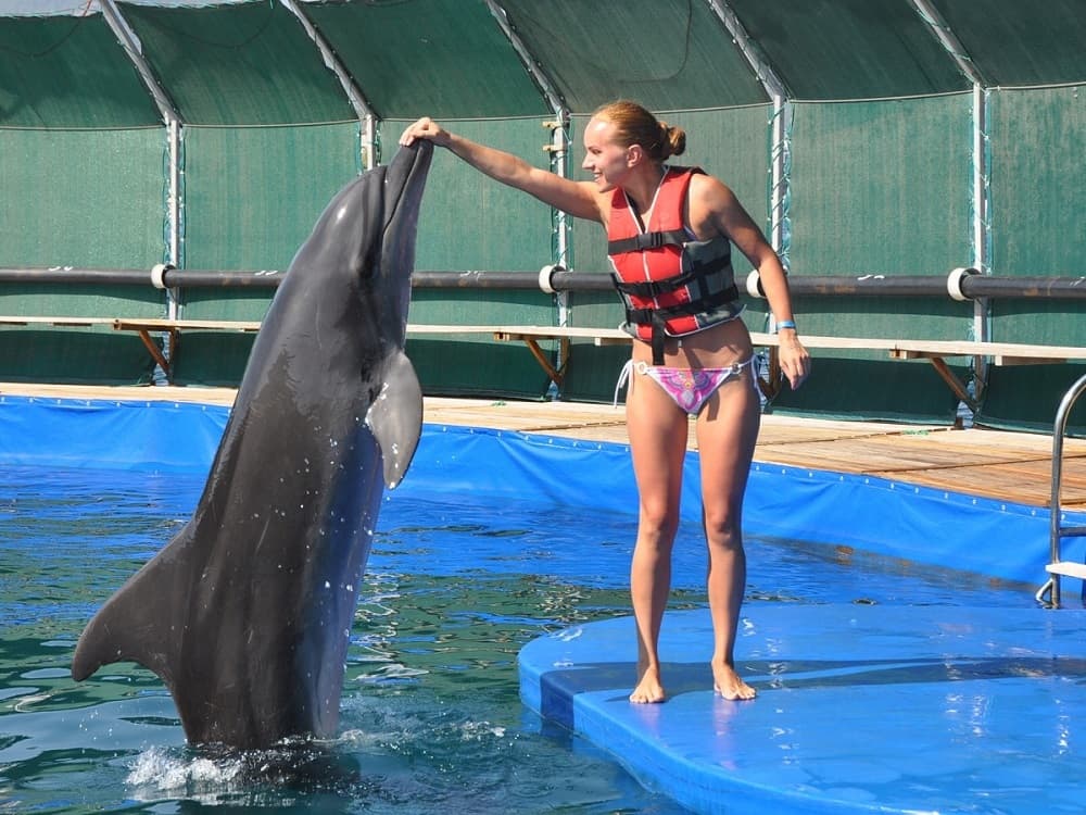 Bodrum Dolphin Show An Unforgettable Aquatic Spectacle | ®ExcursionMania - Image 3