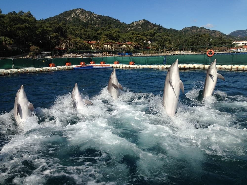 Bodrum Dolphin Show An Unforgettable Aquatic Spectacle | ®ExcursionMania - Image 5