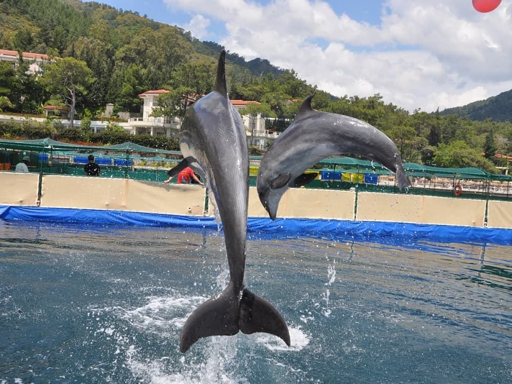 Bodrum Dolphin Show An Unforgettable Aquatic Spectacle | ®ExcursionMania - Image 6