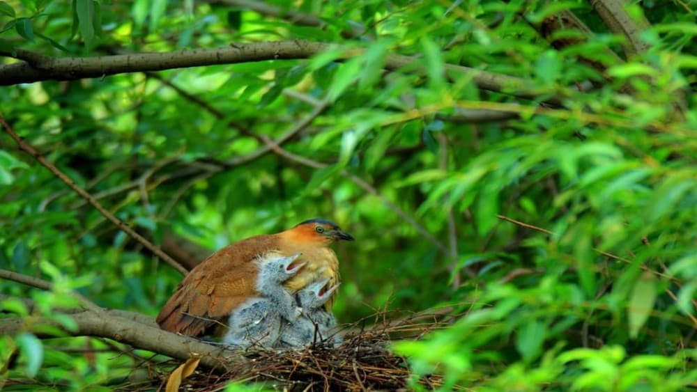 Private Day Tour: Cuc Phuong National Park from Hanoi | ®ExcursionMania - Image 1