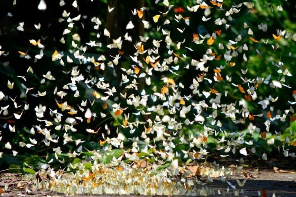 Private Day Tour: Cuc Phuong National Park from Hanoi | ®ExcursionMania - Image 8