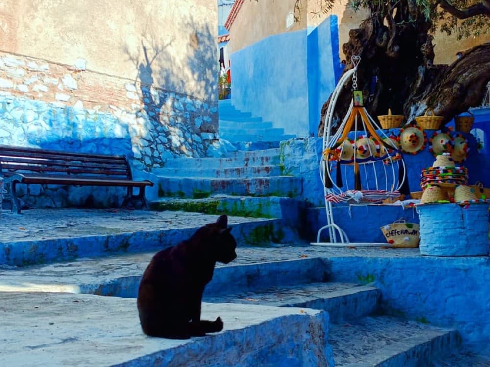 Memorable Day Trip From Fez to Chefchaouen the Blue City | ®ExcursionMania - Image 4