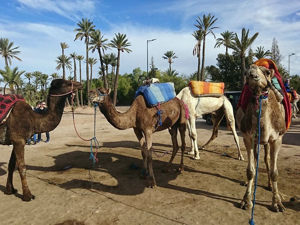Atlas Bound: Marrakechs 5 Valleys Expedition | ®ExcursionMania - Image 3