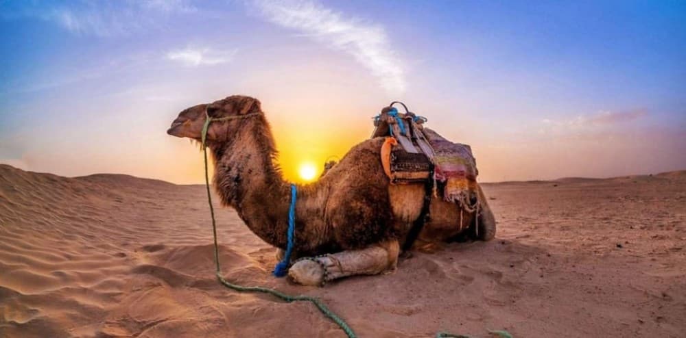 From Doha: Experience Bedouin Style Camel Safari | ®ExcursionMania - Image 5