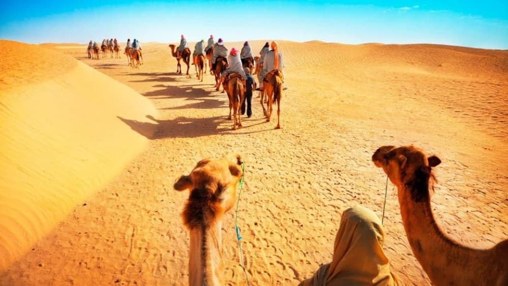 From Doha: Experience Bedouin Style Camel Safari | ®ExcursionMania - Image 8