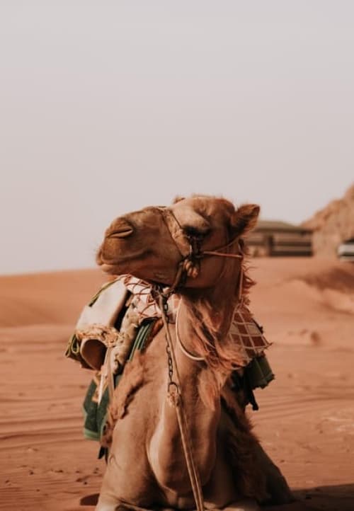 From Amman: Petra, Wadi Rum, and Dead Sea Private 2-Day Trip | ®ExcursionMania - Image 8