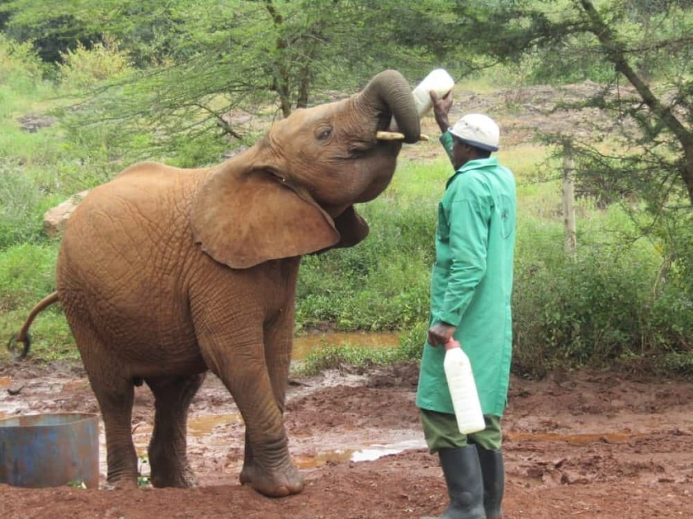 Nairobi: National Park, Elephant Orphanage, & Giraffe Center | ®ExcursionMania - Image 6