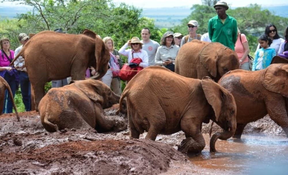 Nairobi: National Park, Elephant Orphanage, & Giraffe Center | ®ExcursionMania - Image 7