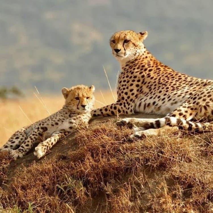 Nairobi: National Park, Elephant Orphanage, & Giraffe Center | ®ExcursionMania - Image 2