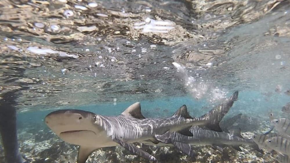 Sal Island: Shark Bay Experience from Santa Maria | ®ExcursionMania - Image 9