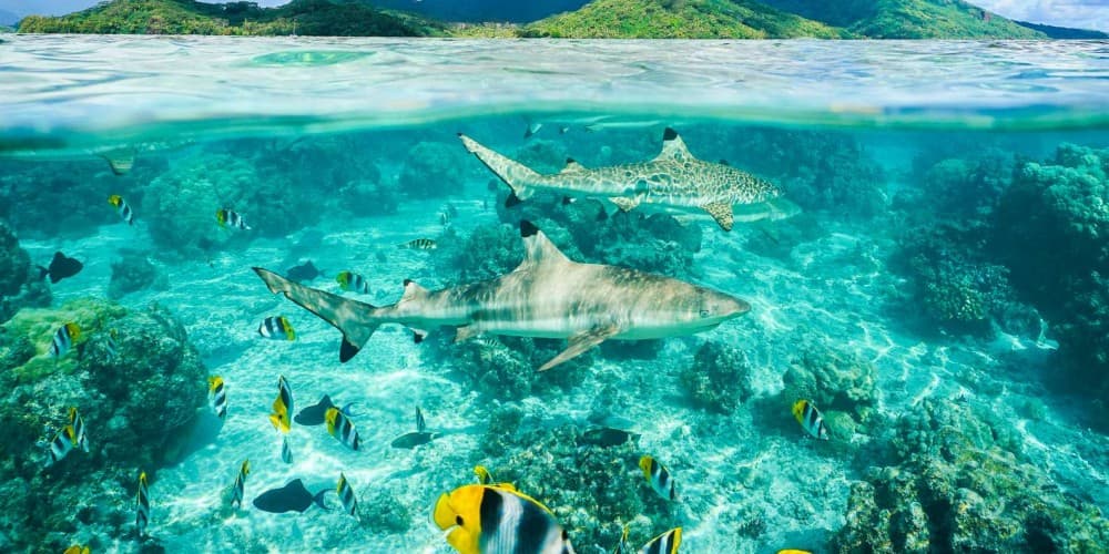 Sal Island: Shark Bay Experience from Santa Maria | ®ExcursionMania - Image 1