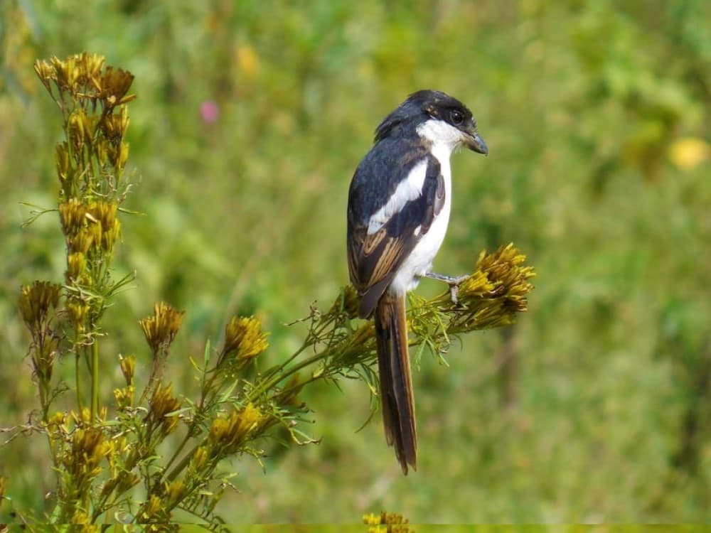 Nairobi: Lake Nakuru Day Tour Adventure | ®ExcursionMania - Image 2