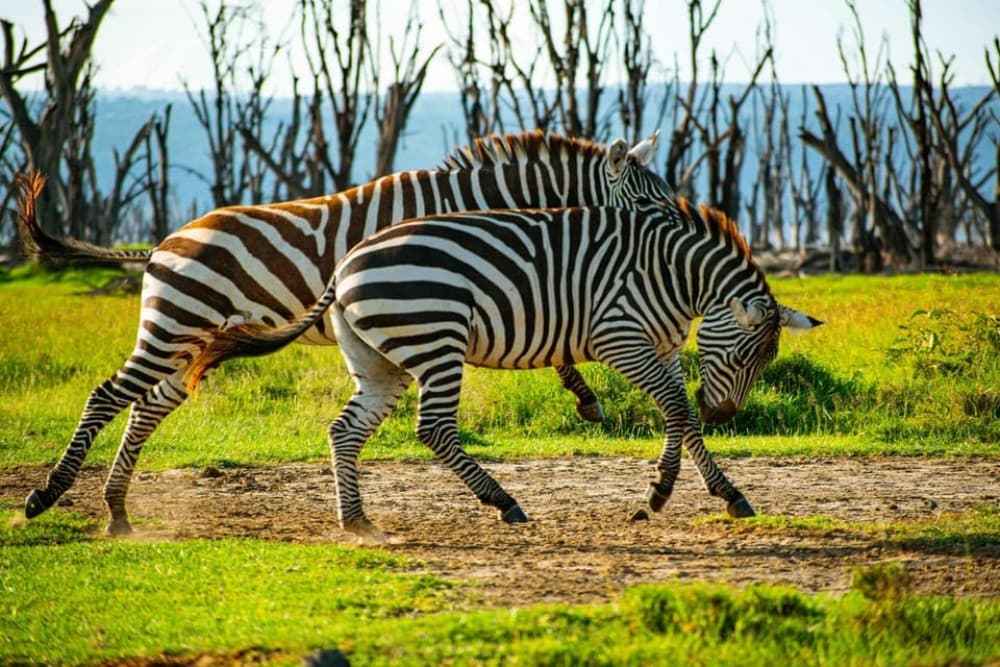 Nairobi: Lake Nakuru Day Tour Adventure | ®ExcursionMania - Image 3