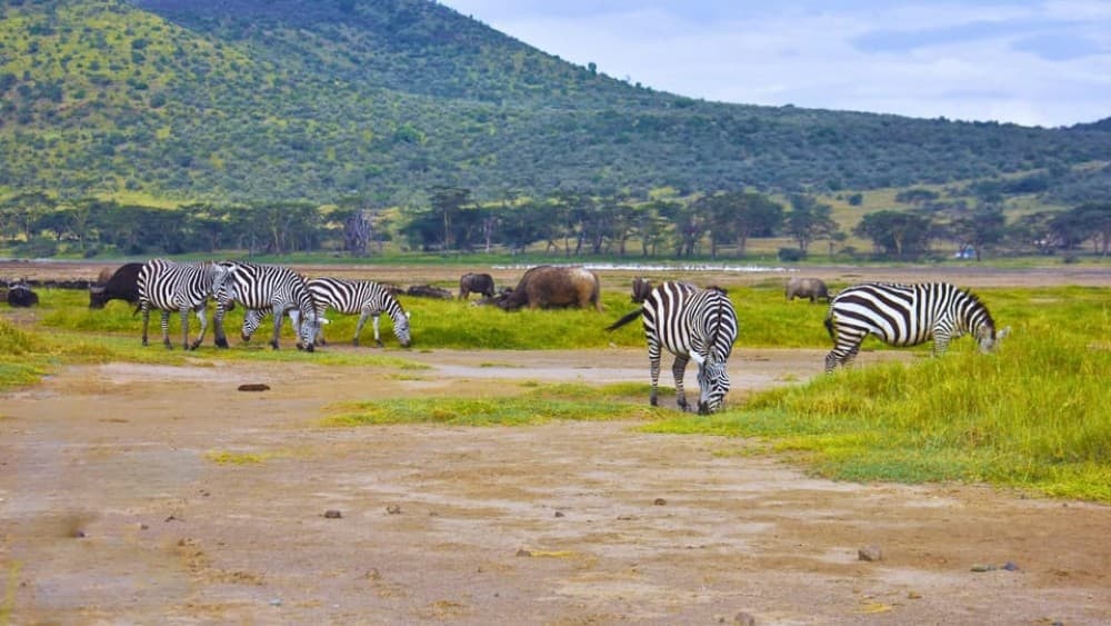 Nairobi: Lake Nakuru Day Tour Adventure | ®ExcursionMania - Image 6