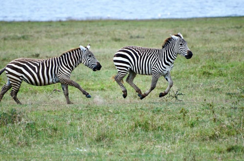Nairobi: Lake Nakuru Day Tour Adventure | ®ExcursionMania - Image 9
