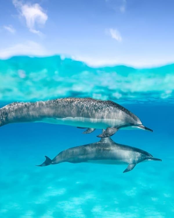 Zanzibar: Mnemba Island Snorkel Trip with Dolphin | ®ExcursionMania - Image 11