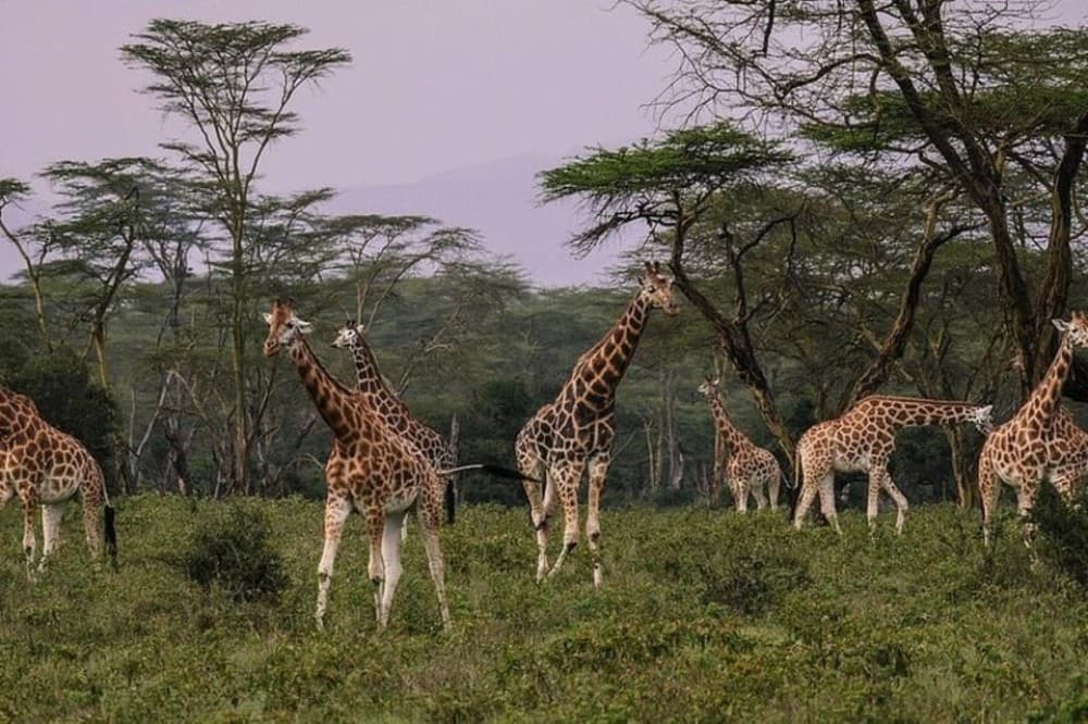 From Nairobi: Overnight Lake Nakuru and Hells Gate | ®ExcursionMania - Image 3