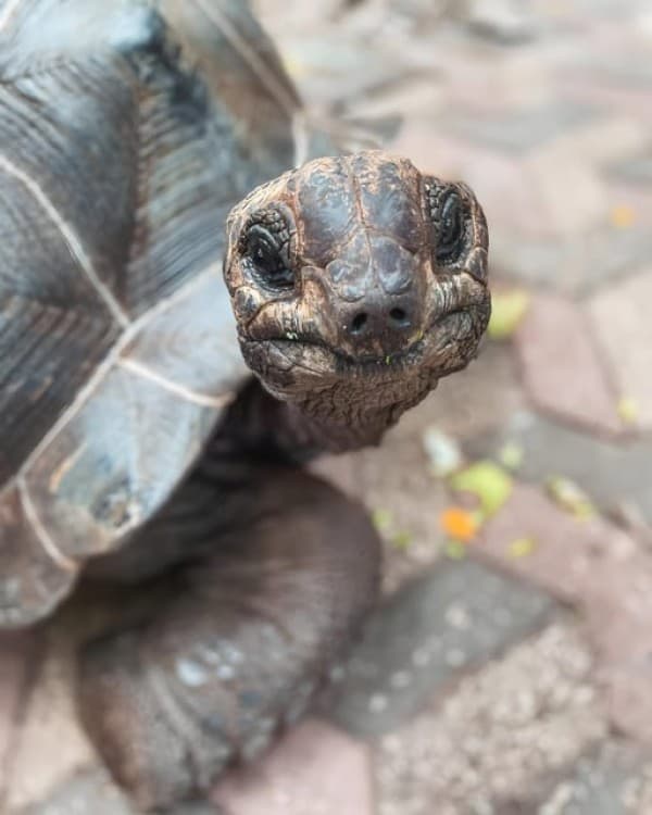 Zanzibar: Private Full-Day Tour with Lunch and Snorkeling | ®ExcursionMania - Image 4