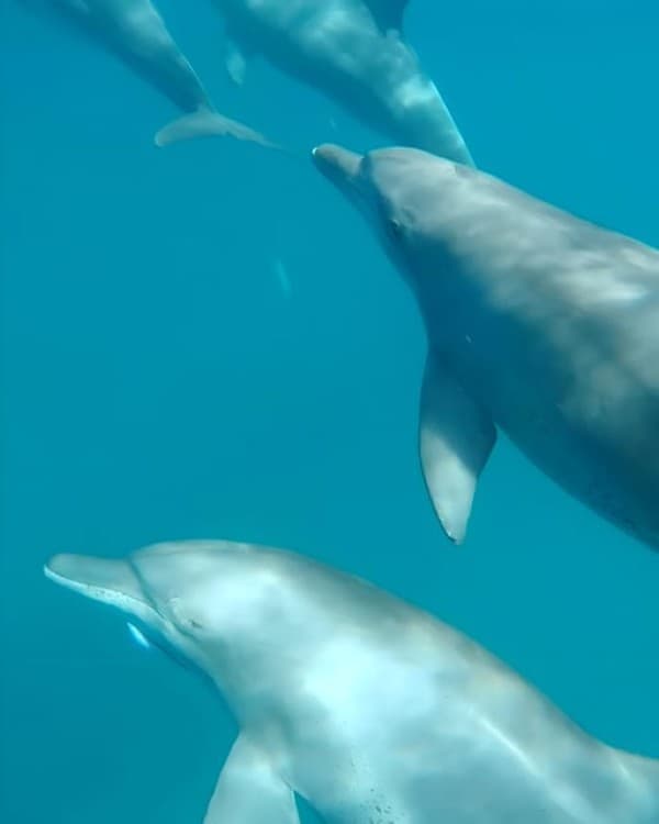 Zanzibar Mnemba island: Snorkeling and Dolphin Swimming Tour | ®ExcursionMania - Image 3