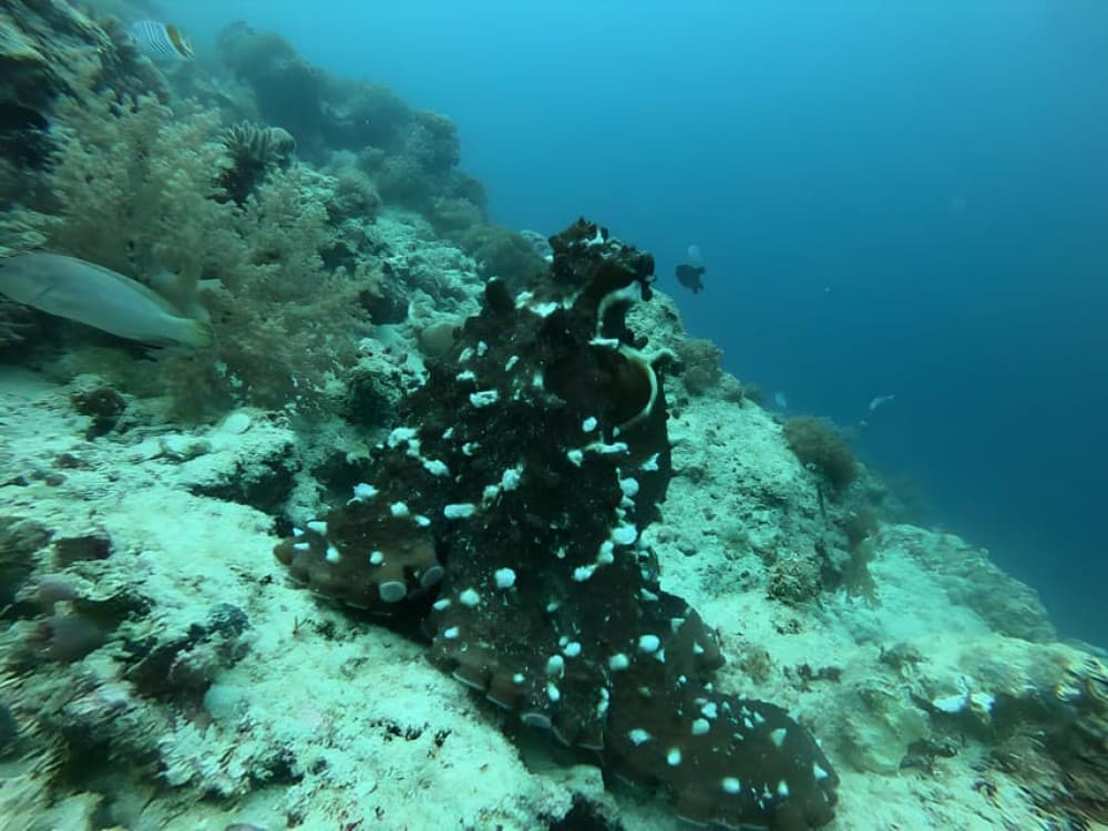 Zanzibar Mnemba island: Snorkeling and Dolphin Swimming Tour | ®ExcursionMania - Image 5