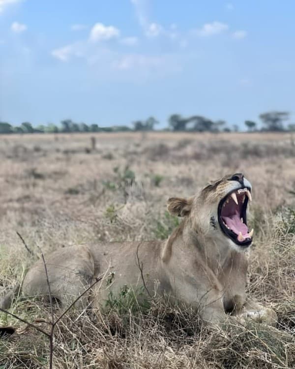 Zanzibar: 3-Day Safari Adventure to Mikumi National Park | ®ExcursionMania - Image 5