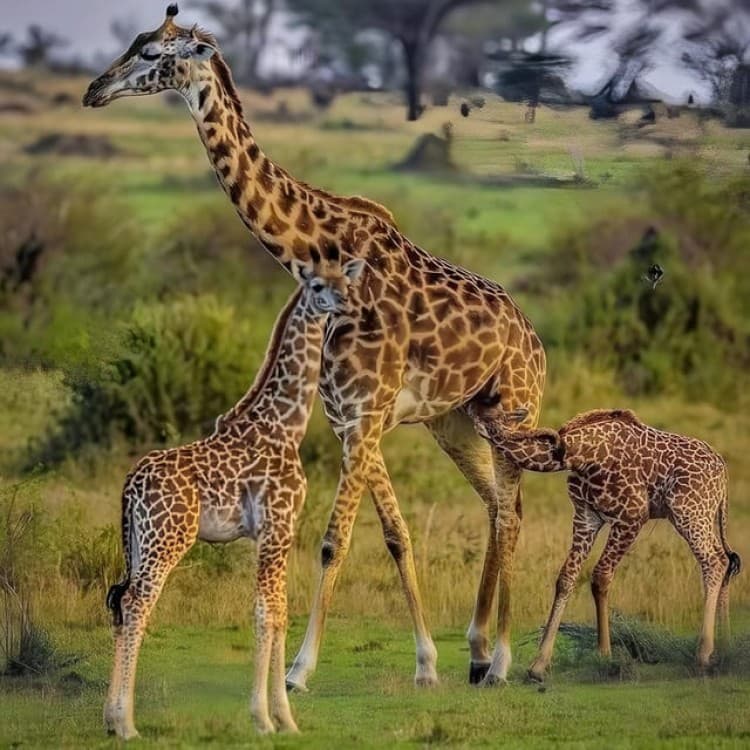 Zanzibar: 3-Day Safari Adventure to Mikumi National Park | ®ExcursionMania - Image 3