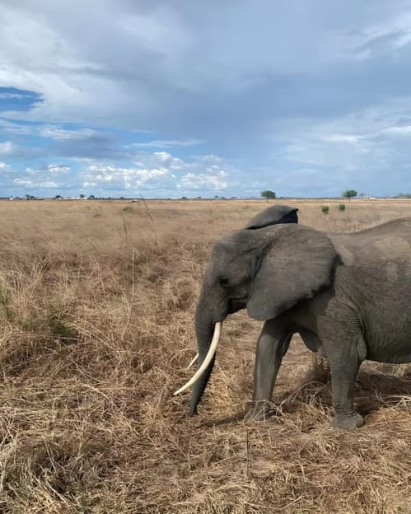 Zanzibar: 3-Day Safari Adventure to Mikumi National Park | ®ExcursionMania - Image 4