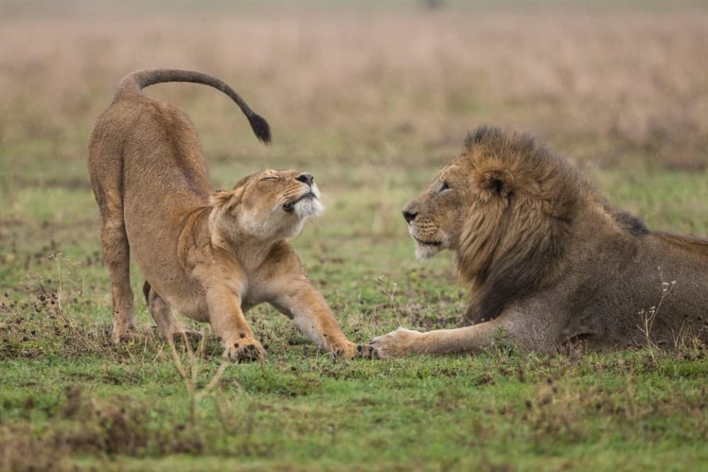 Nairobi National Park: Early Morning / Afternoon Game Drive | ®ExcursionMania - Image 6