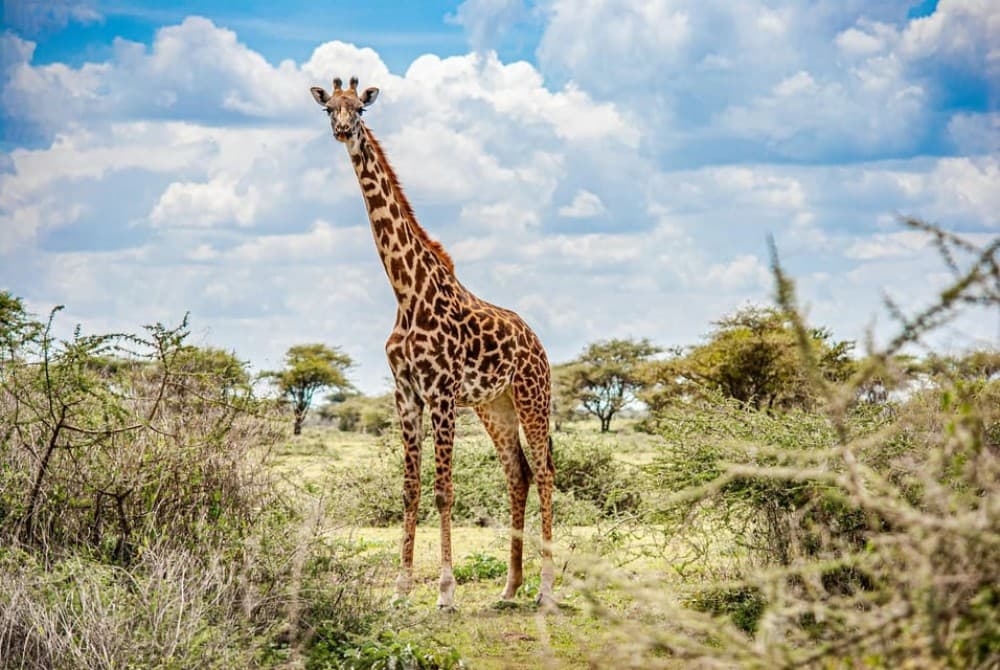 Nairobi National Park: Early Morning / Afternoon Game Drive | ®ExcursionMania - Image 7