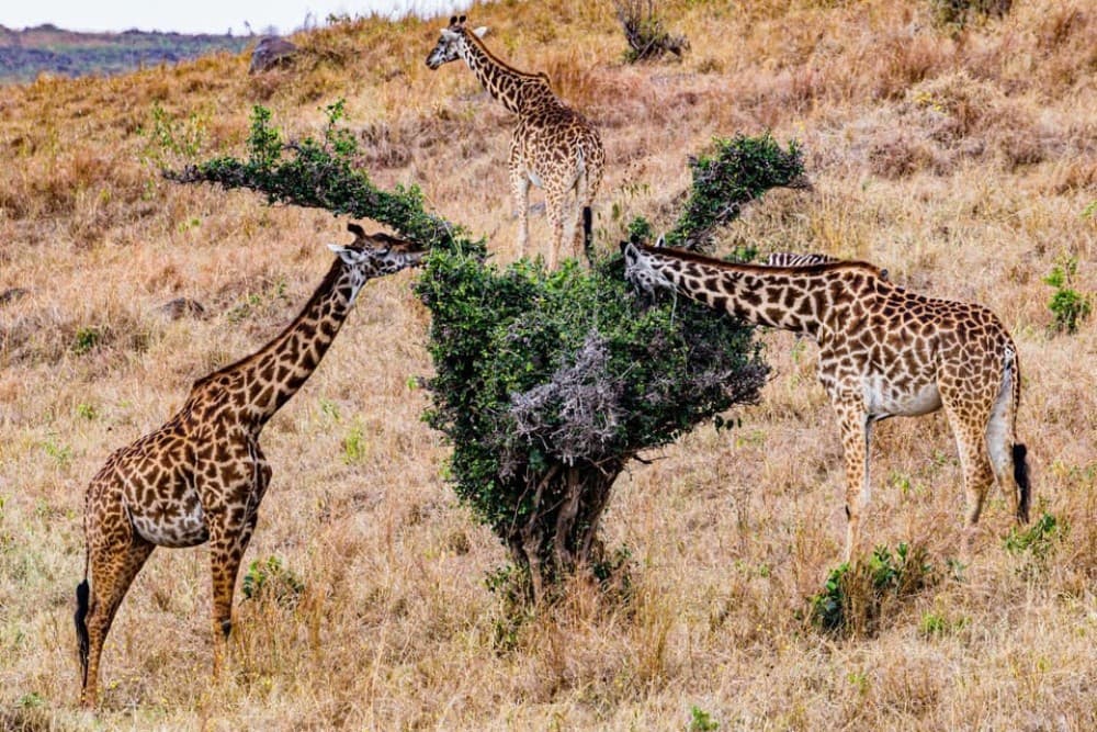 Nairobi National Park: Early Morning / Afternoon Game Drive | ®ExcursionMania - Image 8