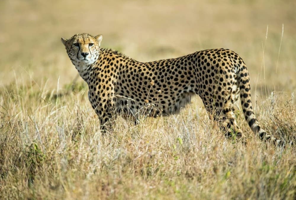 Nairobi National Park: Early Morning / Afternoon Game Drive | ®ExcursionMania - Image 9