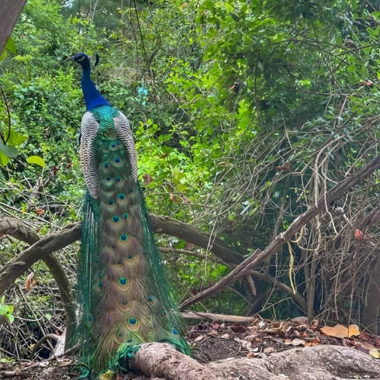 Zanzibar: Stone Town, Prison Island, and Spice Farm Tour | ®ExcursionMania - Image 8