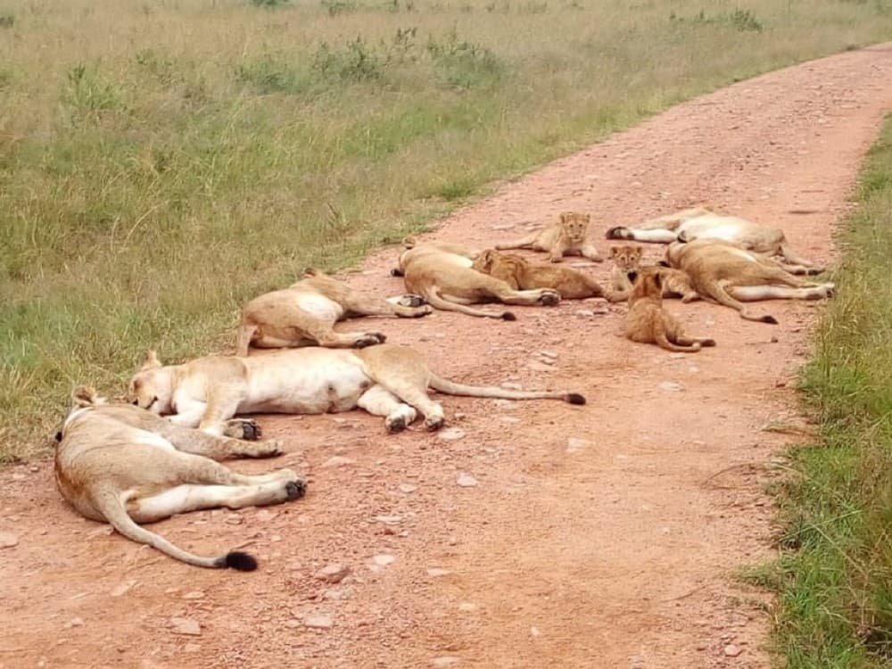 From Mombasa: Tsavo National Park Full-Day Group Trip | ®ExcursionMania - Image 3