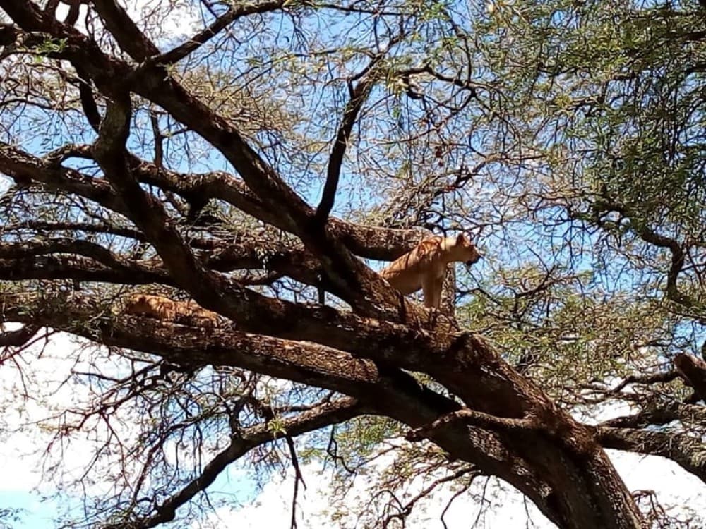 From Mombasa: Tsavo National Park Full-Day Group Trip | ®ExcursionMania - Image 4