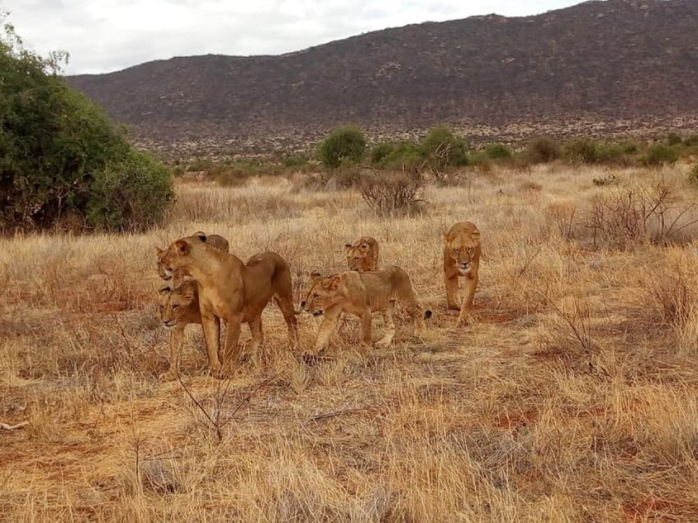 From Mombasa: Tsavo National Park Full-Day Group Trip | ®ExcursionMania - Image 6